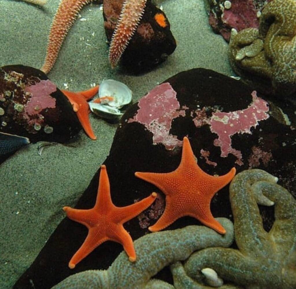 Under the Sea